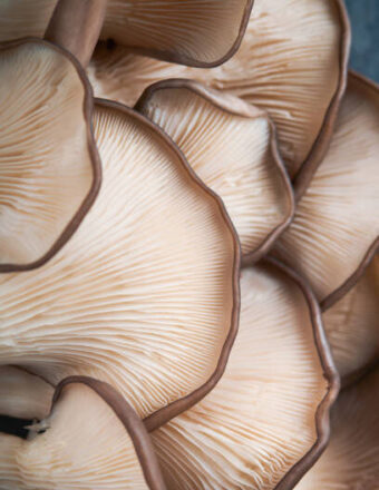 Oyster Mushrooms